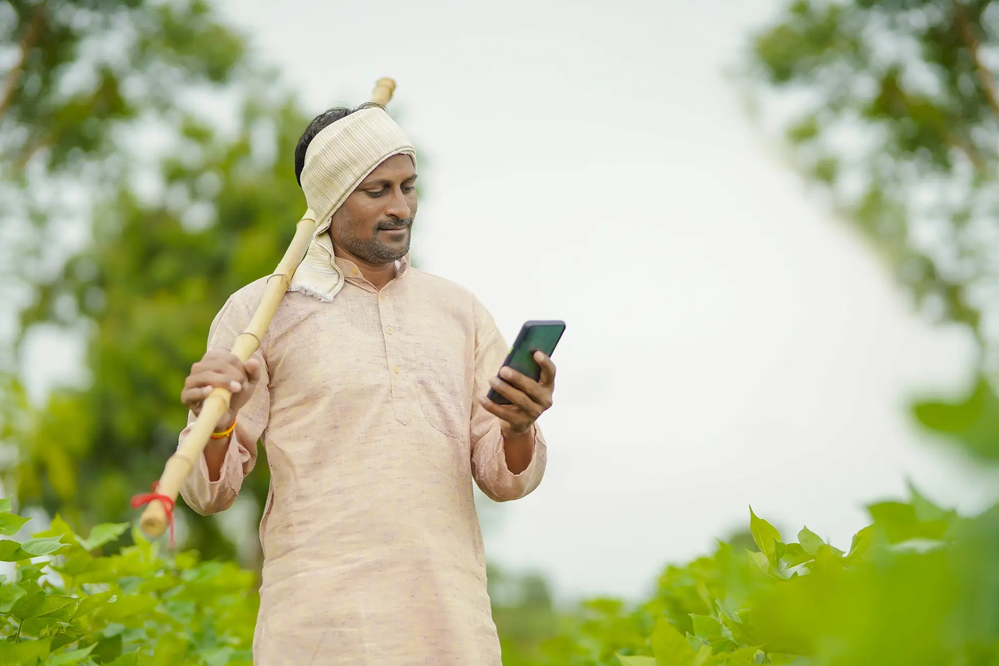 A farmer checking market updates on his phone while walking through a cotton field, bamboo pole over his shoulder