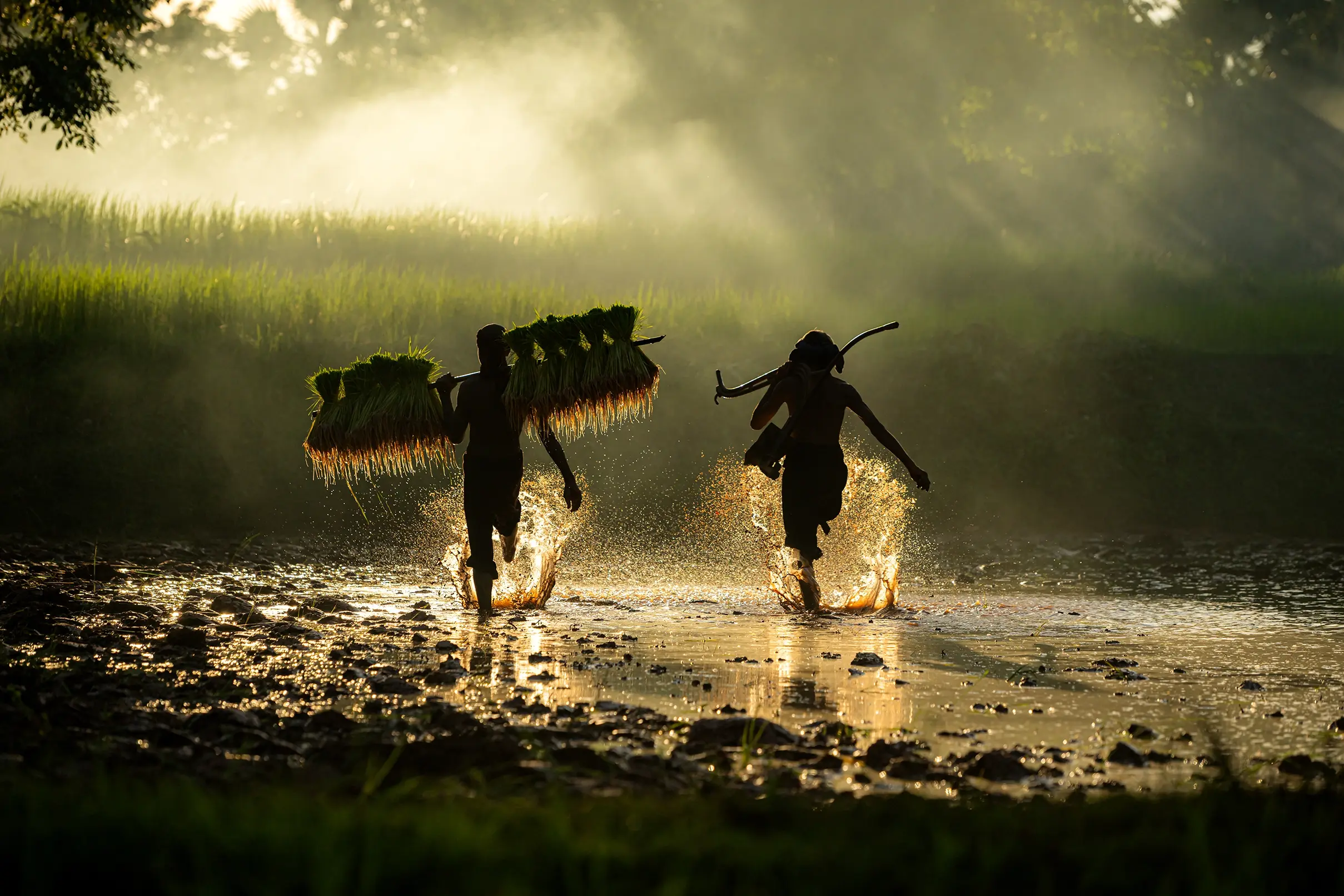 Farmers carrying freshly harvested rice seedlings through a misty paddy field at golden hour